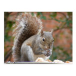 Contented Squirrel Post Cards