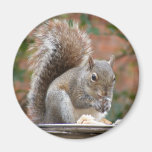 Contented Squirrel Refrigerator Magnet