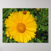 Contraste de la couleur de la nature posters