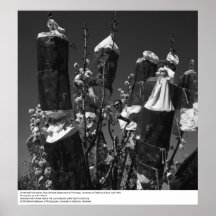 Controlled Pollinization, Pear Orchard, UCD, 1966 Print