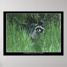 "CONVERSATIONS with a RACCOON" Art Print