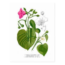Convolvulaceae spp post cards