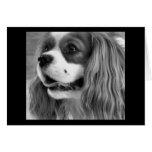 Cookie Greeting Card