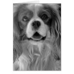 Cookie the King Charles Spaniel Greeting Card