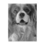 Cookie the King Charles Spaniel Post Cards