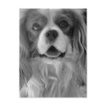 Cookie the King Charles Spaniel Postcards