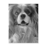 Cookie the King Charles Spaniel Post Card