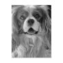 Cookie the King Charles Spaniel Post Card