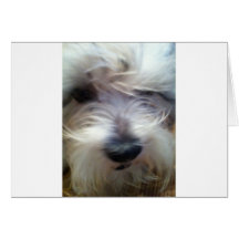 Cooky 1 cartes
