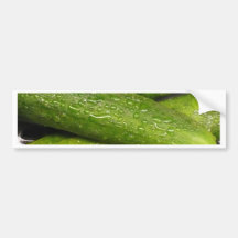 cool As A cucumber Bumper Stickers