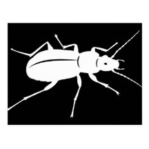 Cool beetle bug black and white postcard