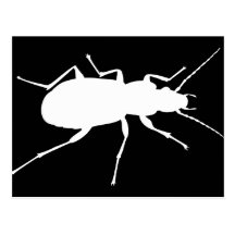 Cool beetle bug black and white postcard
