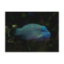 Cool Blue Fish Postcards