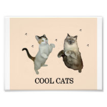 Cool Cats Photograph