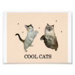 Cool Cats Photograph