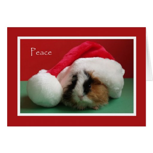 Cool Christmas Guinea Pig Card