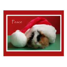 Cool Christmas Guinea Pig Post Card