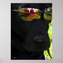 Cool Dog