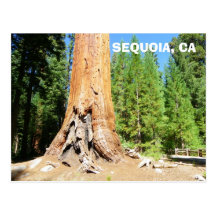 Cool Giant Sequoia Postcard!