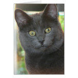 Cool Kitty Cat Tees and Gifts - Customizable Greeting Cards
