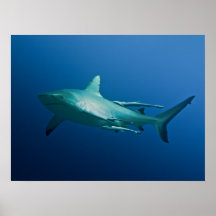 Cool Reef Shark Poster