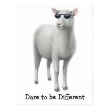 Cool Sheep Postcard
