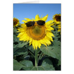 Cool Sun Cards