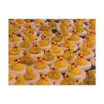 Cool Yellow Rubber Ducks Photo Funny Postcard
