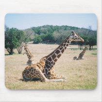 coolgiraffepicture mouse mat