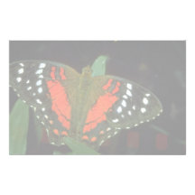 Coolie butterfly, Anartia amathea, South America Stationery Design