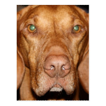 Coon Hound Postcard