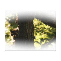 Coon In A Tree Stretched Canvas Print