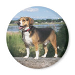 Cooper The Wonder Beagle Magnet On The Lake
