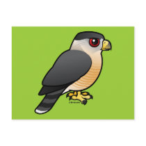 Cooper's Hawk
