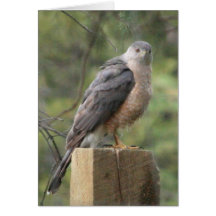 Cooper's Hawk Greeting Cards
