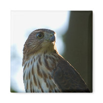Cooper's Hawk
