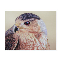 Coopers Hawk