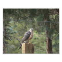 Cooper's Hawk Print Photographic Print