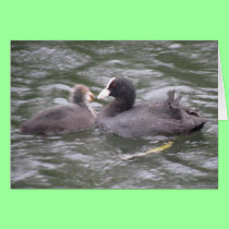 Coot Feeding Hungry Chick Card cards