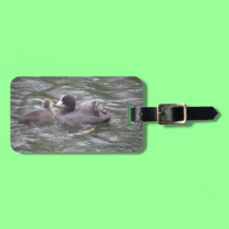 Coot Feeding Hungry Chick Custom Luggage Tag luggage tags