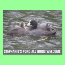 Coot Feeding Hungry Chick Custom Pond Sign yard signs
