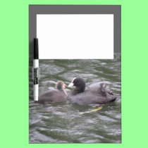 Coot Feeding Hungry Chick Memo Board dry erase boards