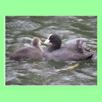 Coot Feeding Hungry Chick Postcard postcards