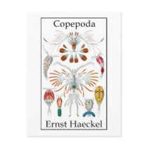 Copepoda by Ernst Haeckel Post Cards