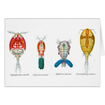 Copepods Greeting Card