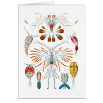 Copepods Greeting Cards
