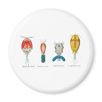 Copepods Fridge Magnet