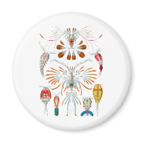 Copepods Fridge Magnets