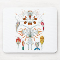 Copepods Usepad