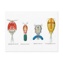 Copepods Postcard